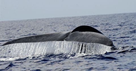 Blue whales -- the largest animals on Earth -- swim in Sri Lankan waters.