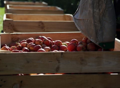 Last year, apples came in at No. 2 after having been a list leader for the past five years. This year, apples fell to the fourth spot on the list. 
