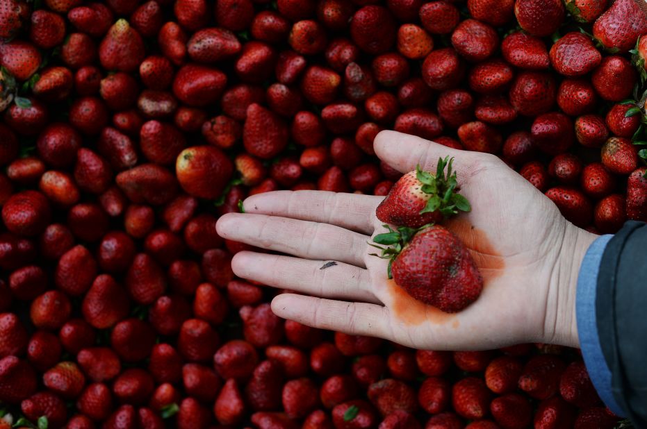 Strawberries topped the<strong> </strong>Environmental Working Group's Dirty Dozen<strong> </strong>list in 2021 for the sixth year in a row. The most recent report states they are the fresh produce most likely to remain contaminated with pesticide residues, even after being washed. Testing found 90% of strawberries had at least one pesticide, while 30% had residues of 10 or more pesticides.
