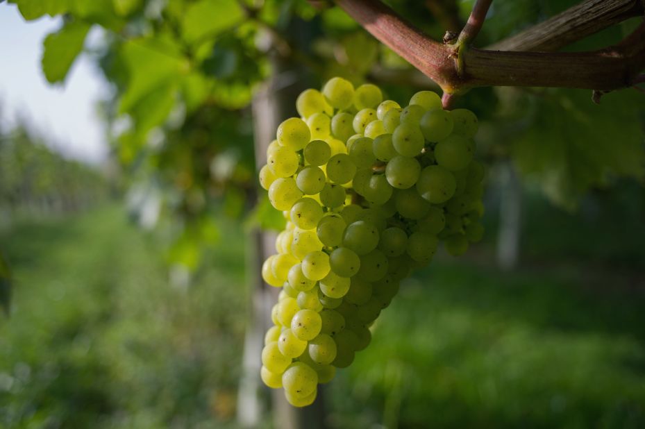 Grapes moved down this year from No. 6 to No. 8, according to the report.