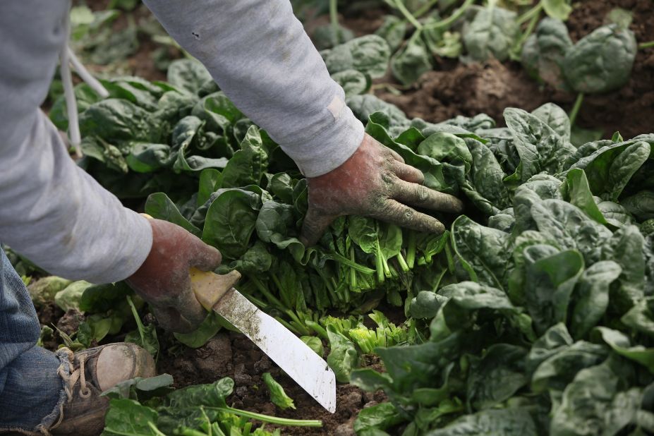 Conventionally grown spinach, in the second spot again this year, has more pesticide residues by weight than all other produce tested, "with three-fourths of samples tested contaminated with a neurotoxic bug killer banned from use on food crops in Europe," EWG said.
