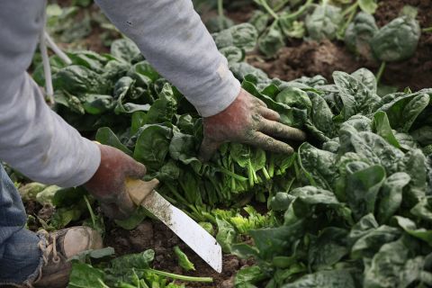 Spinach jumped into the second spot this year with twice as much pesticide residue by weight than any other crop on the Dirty Dozen list. Four pesticides -- one insecticide and three fungicides -- were responsible for the bulk of the residues detected on spinach.
