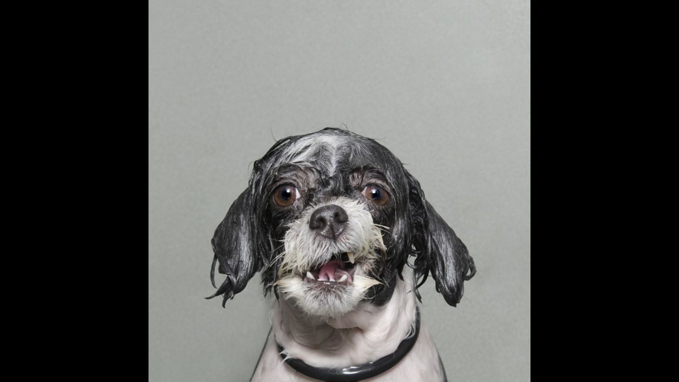 The dogs are photographed just before they shake the water off their fur. "Exposing them at such a vulnerable moment allowed me to catch a glimpse of the rich range of emotions they are able display in their attempt to communicate with us," Gamand said.
