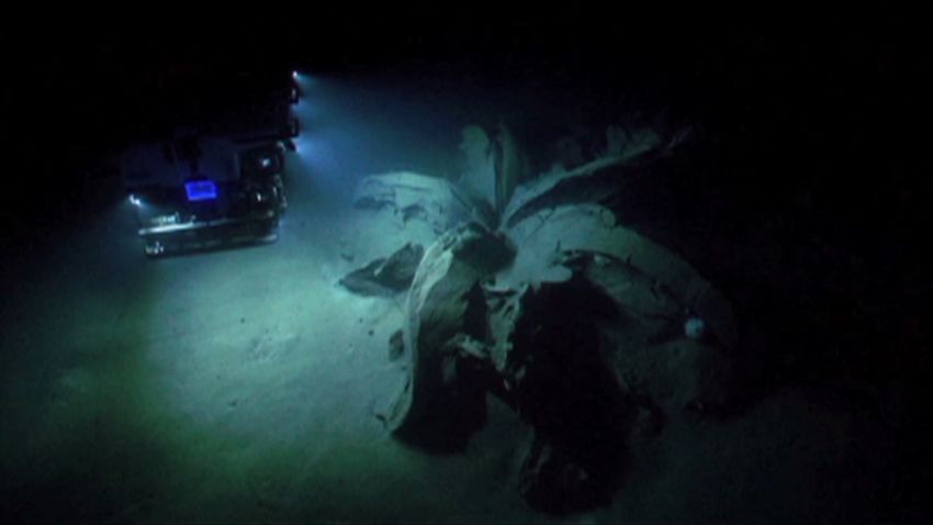 vo noaa underwater tar lillies _00002622.jpg