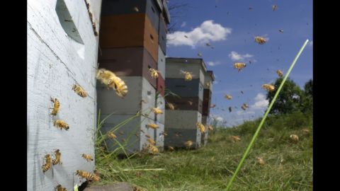 <strong>"Vanishing of the Bees"</strong> (2009) -- This documentary looks into the dwindling population of honey bees around the world. (Netflix)