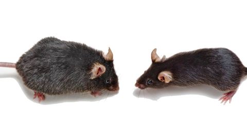 An old mouse, left, may benefit from the blood of a young mouse, right. 