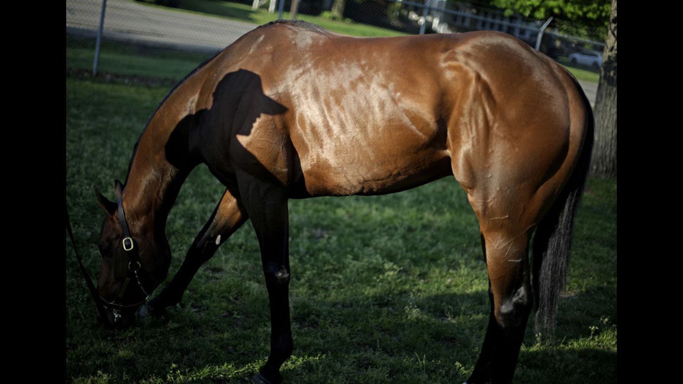 Kentucky Derby entrant Uncle Sigh grazes after a morning workout Friday, May 2, at Churchill Downs in Louisville, Kentucky. He would go on to finish 14th in the race, which was won by California Chrome.