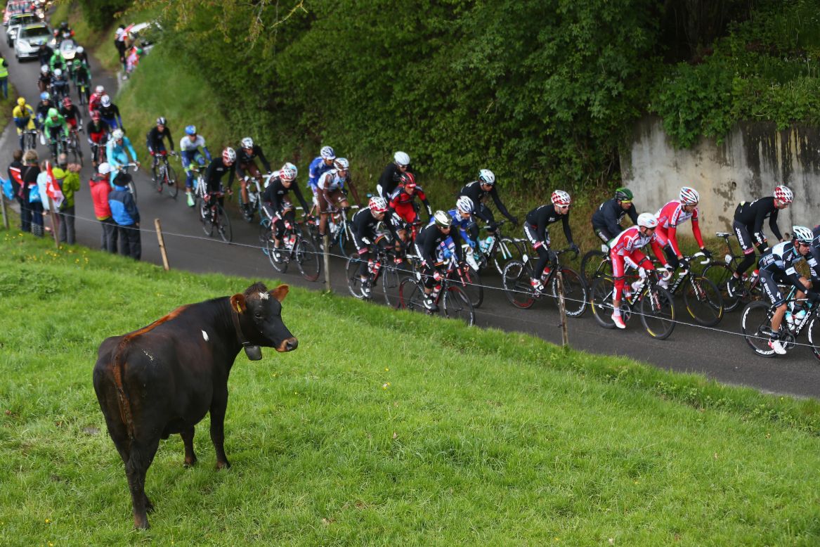 A cow in Fribourg, Switzerland, watches the peloton during stage four of the Tour de Romandie on Saturday, May 3. Chris Froome won the overall race.
