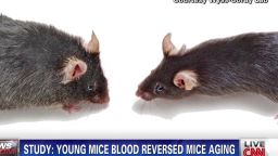 nr cohen young mouse blood reversed aging_00000029.jpg