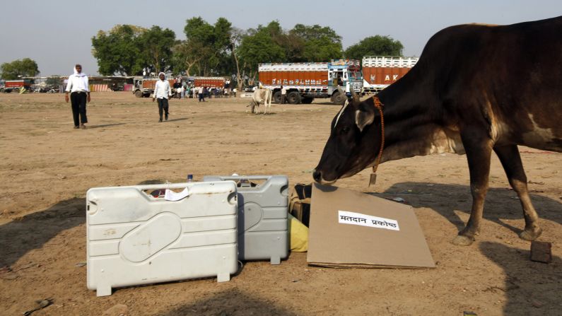 A cow approaches electronic voting machines in Allahabad on May 6.