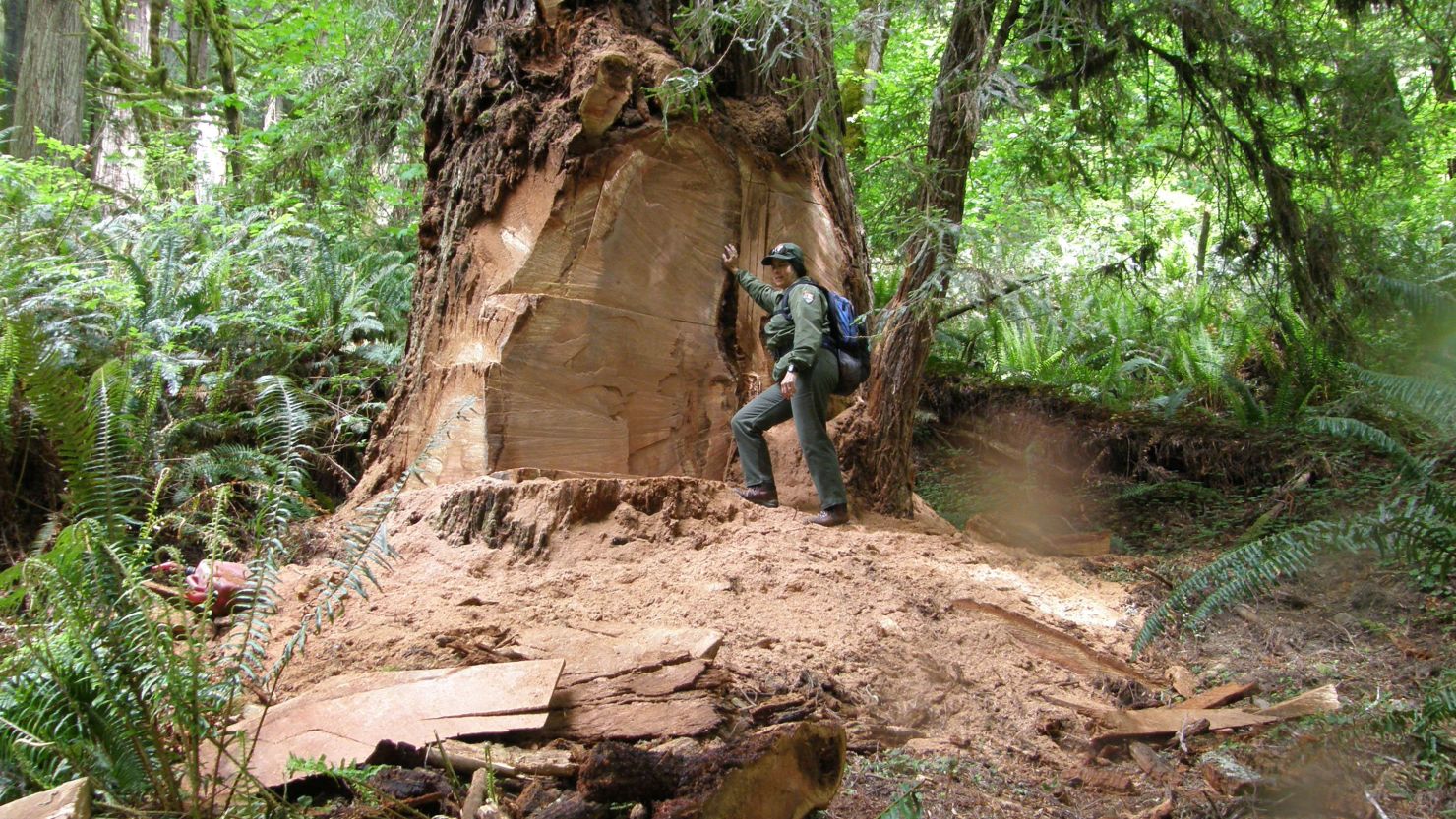 Wildlife biologist Terry Hines stands next to a poached redwood tree in California in May 2013. The burls provide unique and beautiful patterns for coffee tables and bar counter tops.