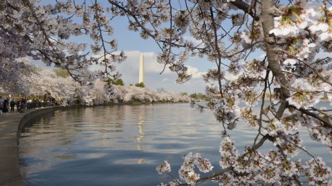 Caption: (140410) -- WASHINGTON D.C., April 10, 2014 (Xinhua) -- The Washington Monument is seen through cherry blossoms on the edge of the Tidal Basin in Washington D.C., capital of the United States, April 9, 2014. (Xinhua/Yin Bogu) XINHUA /LANDOV Photographers/Source: YIN BOGU/Xinhua /Landov