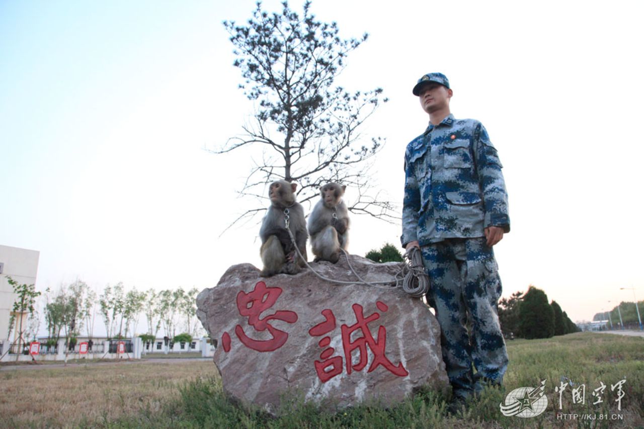 The People's Liberation Army Air Force has trained macaques to keep troops safe by discouraging birds from nesting near the air force base.