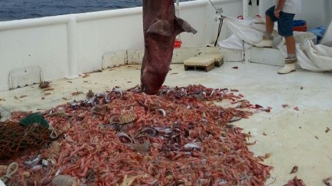 Click to expand: Deep sea isopods, which look like giant pill bugs, can also be seen in the photos.