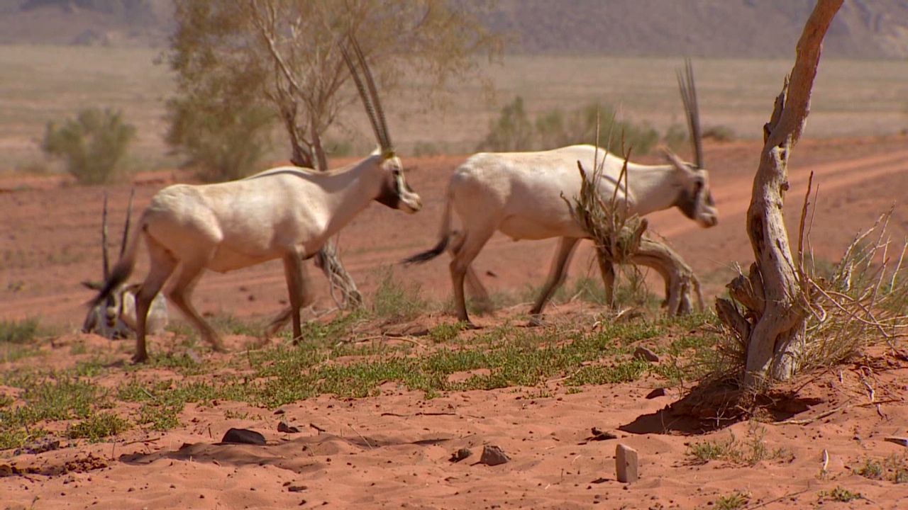 spc inside the middle east wadi rum c_00023813.jpg