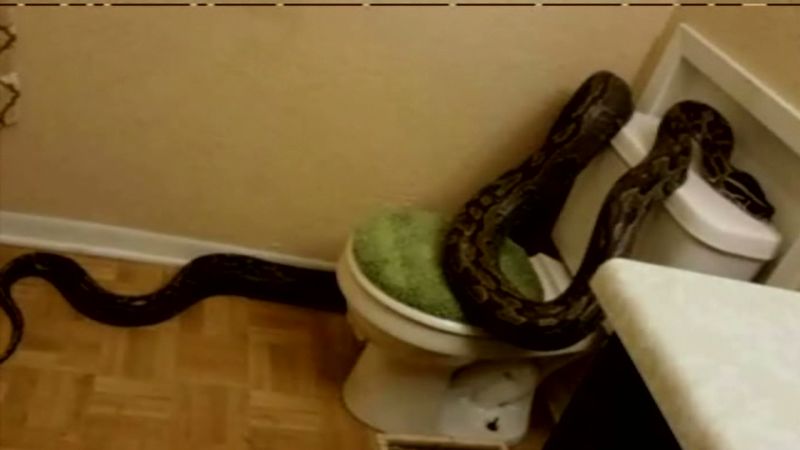Toilet Snake - Self Titled – The Cosmic Peddler