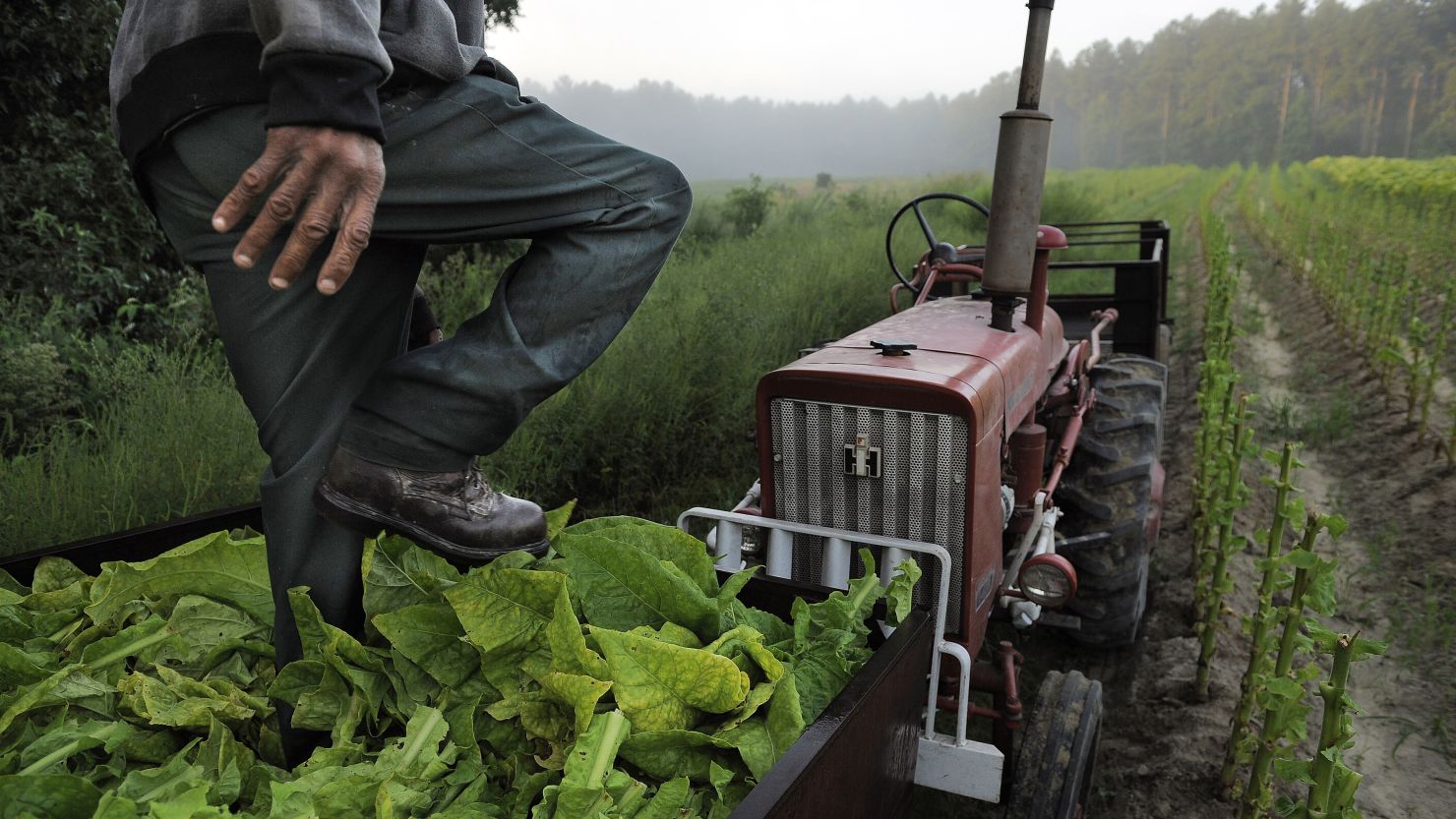 Farmer steps on tobacco in a cart in a field on Friday August 30, 2013 in Warfield, VA.  