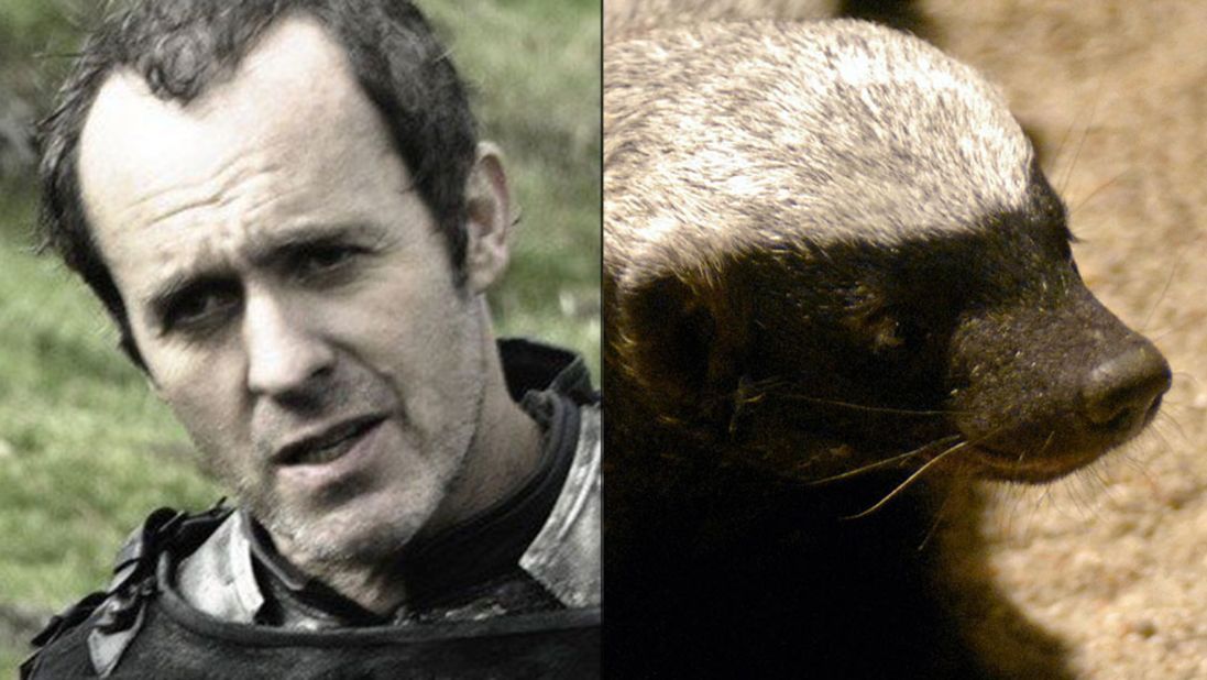<strong>Stannis Baratheon / Honey Badger:</strong> The show is filled with foul, charismatic and clever characters, but Stannis is singular in his drab, relentless thirst for power. The dour, wanna-be king has the "personality of a lobster," but few can match his pugnaciousness. He's even willing to  battle his brother and embrace religious fundamentalism to get the iron throne. Like Honey Badger, that squat, unstoppable predator made famous by a viral video, Stannis "don't give a s***."