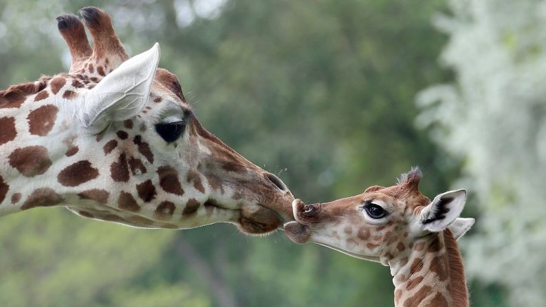 Bine, a 9-day-old giraffe, licks the nose of its aunt Andrea at the Friedrichsfelde Zoo in Berlin on Friday, May 9. <a href="http://www.cnn.com/2014/05/09/world/gallery/week-in-photos-0509/index.html">See last week in 25 photos </a>