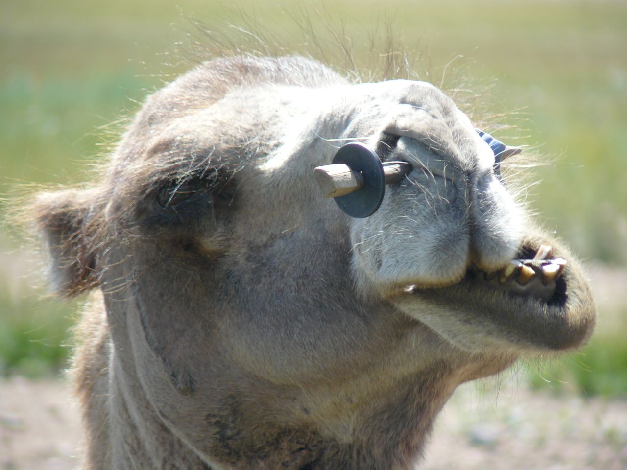 Nomadic herders across Africa have been milking their camels for centuries. However, milking a camel is rarely easy.