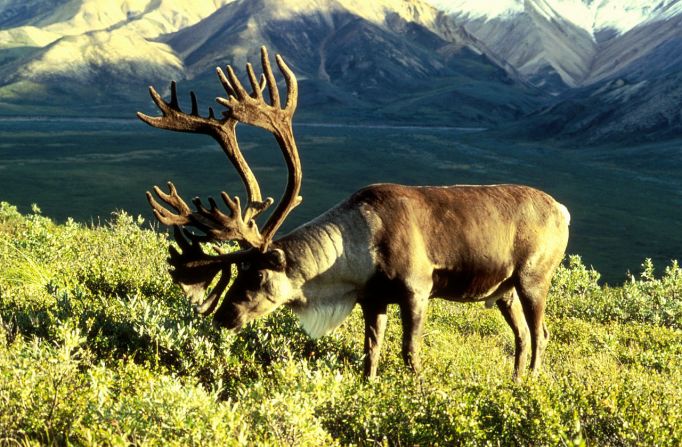 Inspired by the Inuit, who reportedly once ate a blue-cheese-like fermented lichen from the stomach of caribou, a small Quebec company is experimenting with a new cheese product made from lichen.