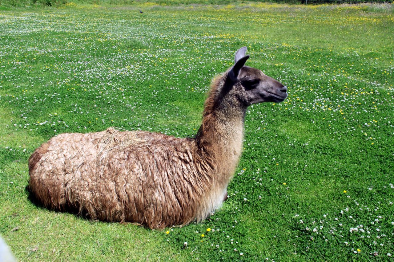 Life on the harsh Altiplano would be a struggle without the alpacas and llamas that give their dung for fuel, hide for leather, wool for clothing and milk for cheese. 