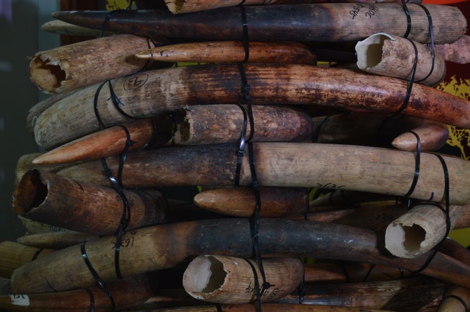 Hong Kong has started burning over 28 tons of seized ivory, a process that will take more than one year.
