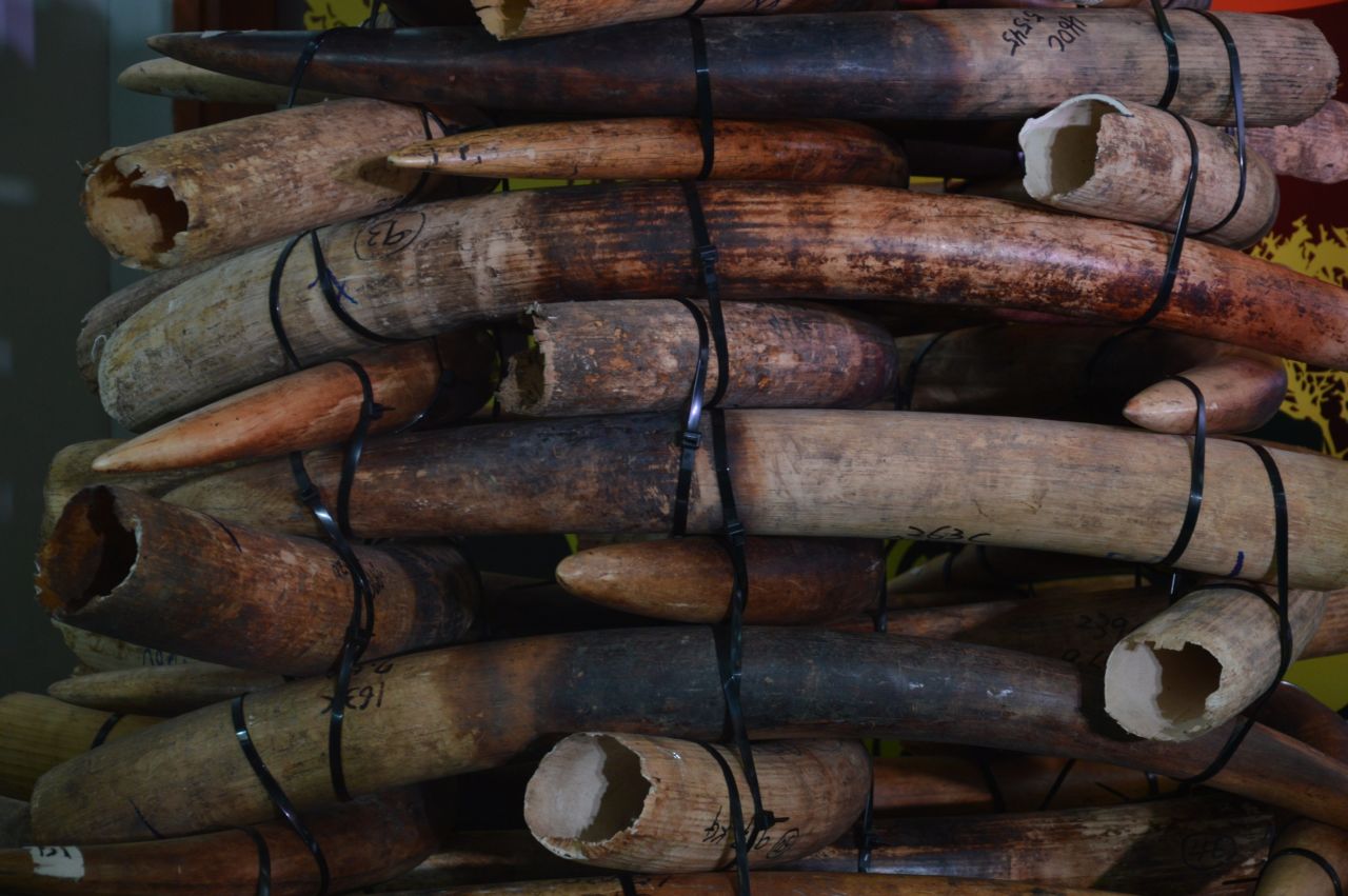 Hong Kong has started burning over 28 tons of seized ivory, a process that will take more than one year.