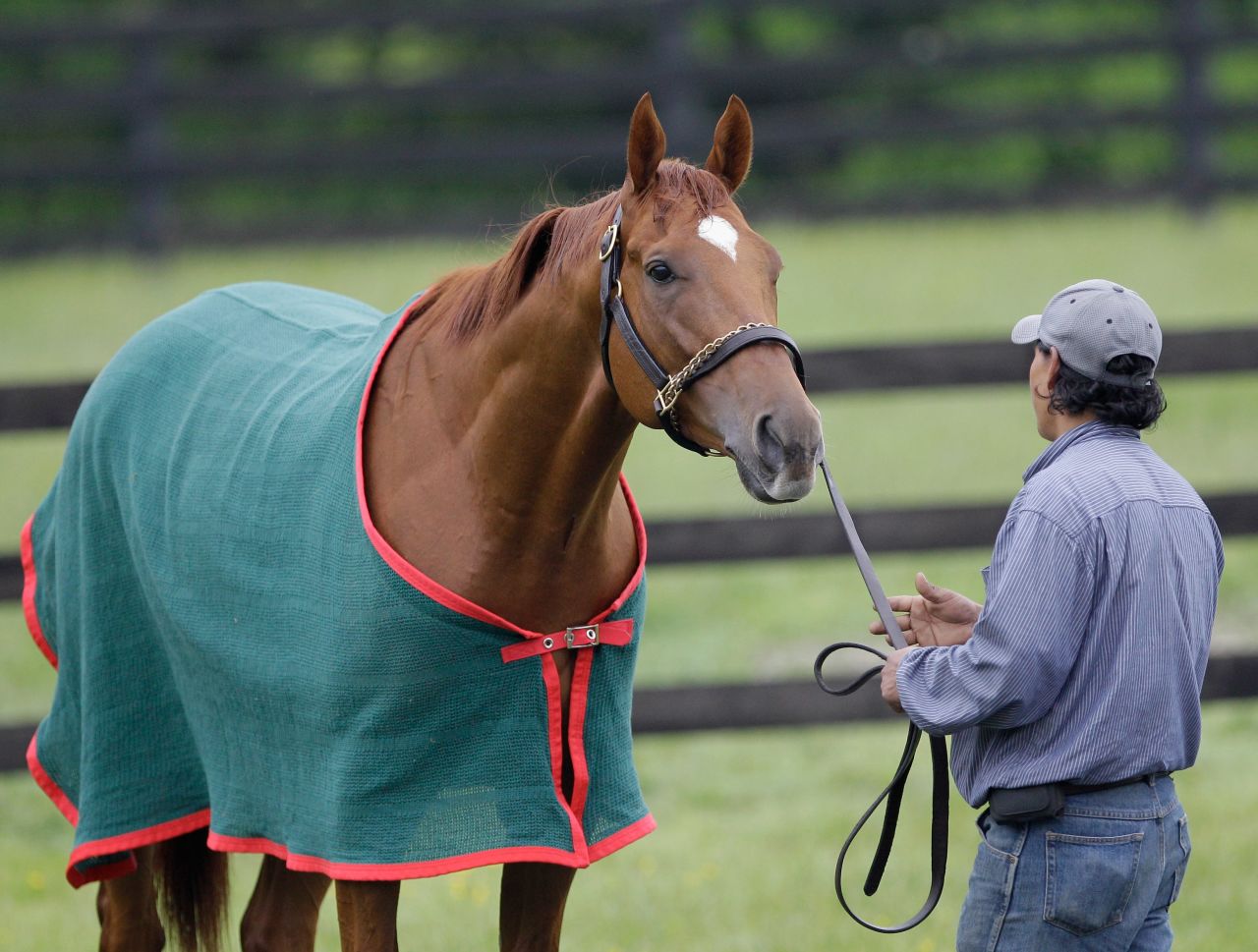 Animal Kingdom now divides his time between stud farms in Australia and the United States. 