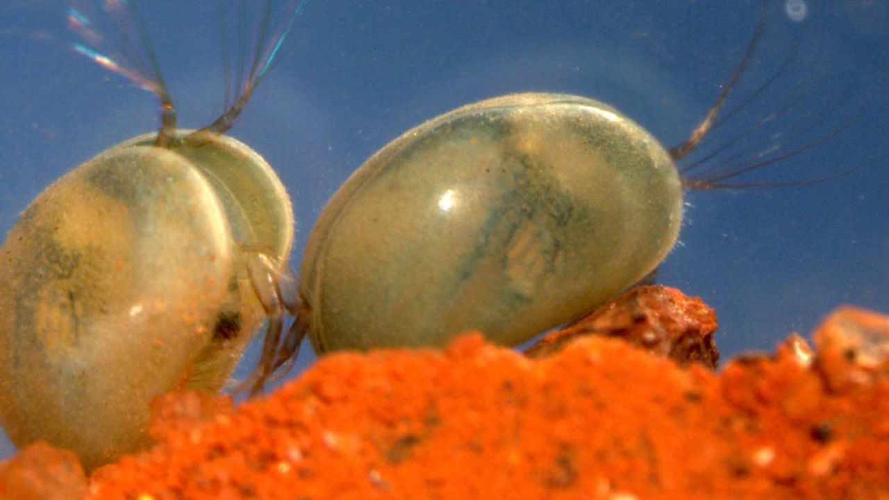 "Move it, Dave! I got shrimp things to do."