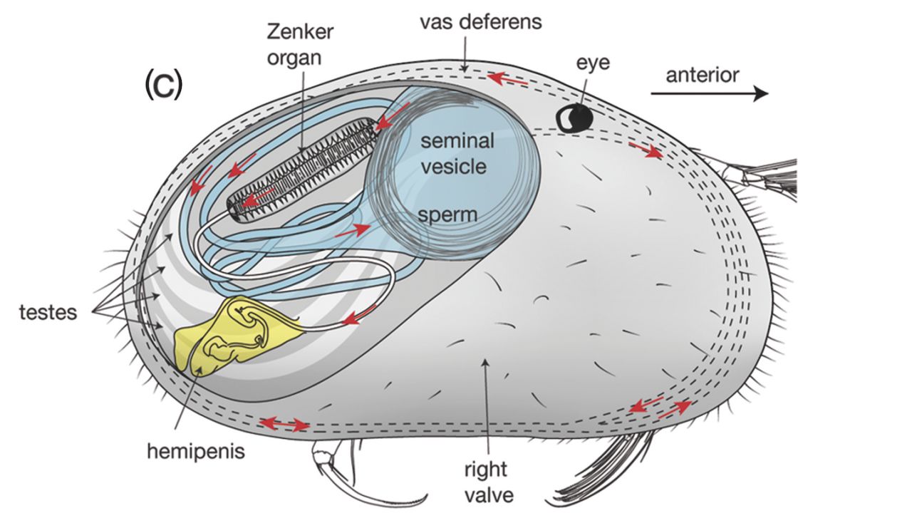 Even in diagram form, tiny shrimp are kinda cute. Look, it has a little eye!