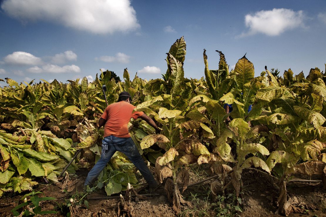 Kids working on tobacco farms experience nicotine poisoning | CNN