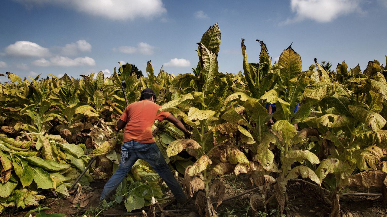 A 16-year-old worker harvests tobacco on a farm in Kentucky.