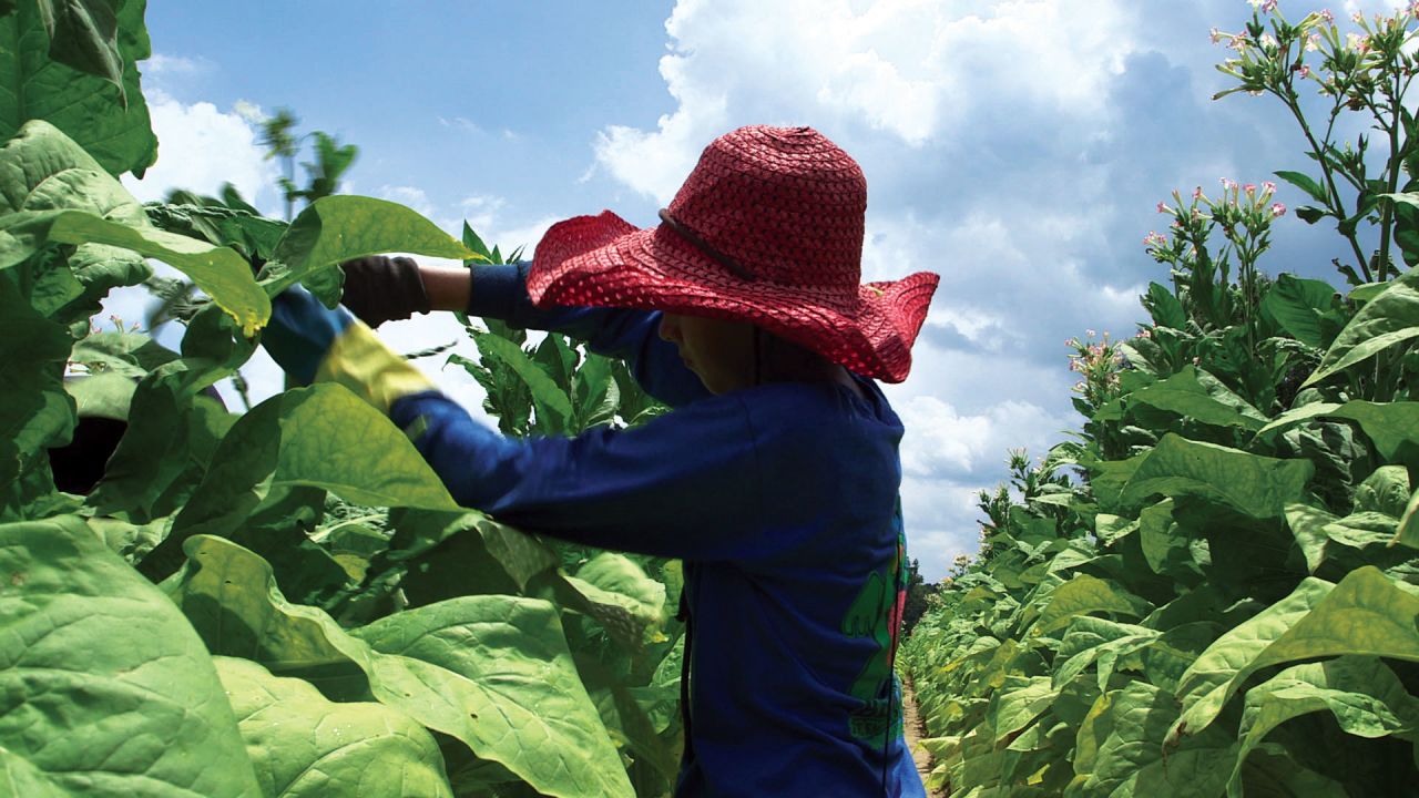 A 15-year-old girl works on a tobacco farm in North Carolina.