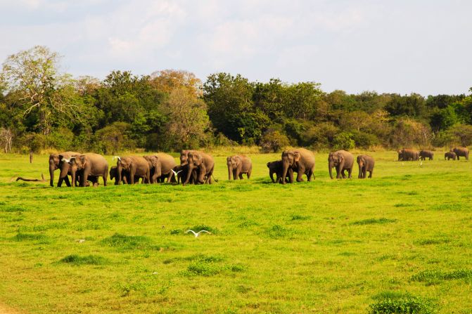 Sri Lanka's <a href="http://203.143.23.34/library/Np_minneriya.html" target="_blank" target="_blank">Minneriya National Park</a> was originally a wildlife sanctuary. During the dry season, elephants are attracted to the park's grass fields. Besides elephants, which <a href="http://ireport.cnn.com/docs/DOC-1127832">Geshan Weerasinghe</a> says are the biggest highlights of the park, visitors can also see deers, bears, peacocks, birds and buffaloes.
