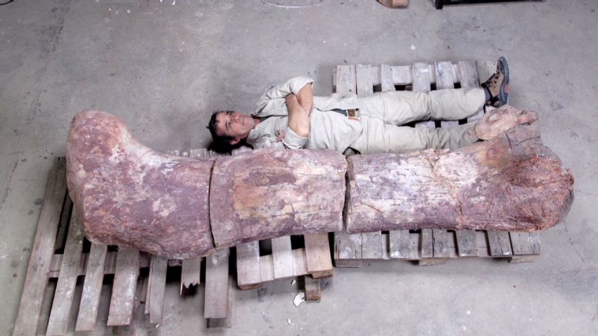 nr.vo.dino.femur.south.america_00002902.jpg