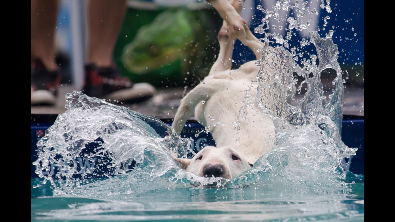 A dog jumps into the water during a dog diving competition in Budapest, Hungary, on Sunday, May 18.