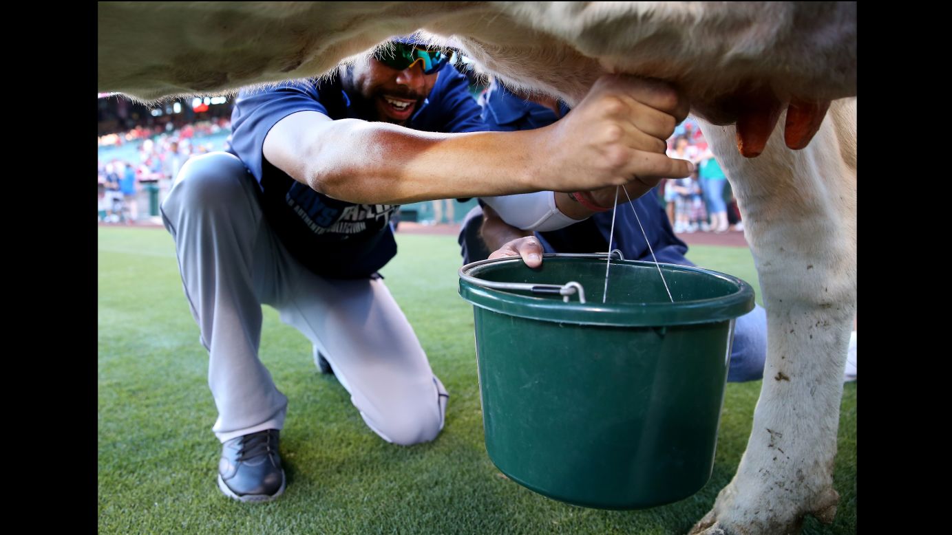 David Price, a pitcher with the Tampa Bay Rays, takes part in a cow-milking contest held prior to a game with the Los Angeles Angels of Anaheim on Friday, May 16. Price lost to Angels infielder Luis Jimenez in the contest, which has been held annually at Angels games for 40 years.