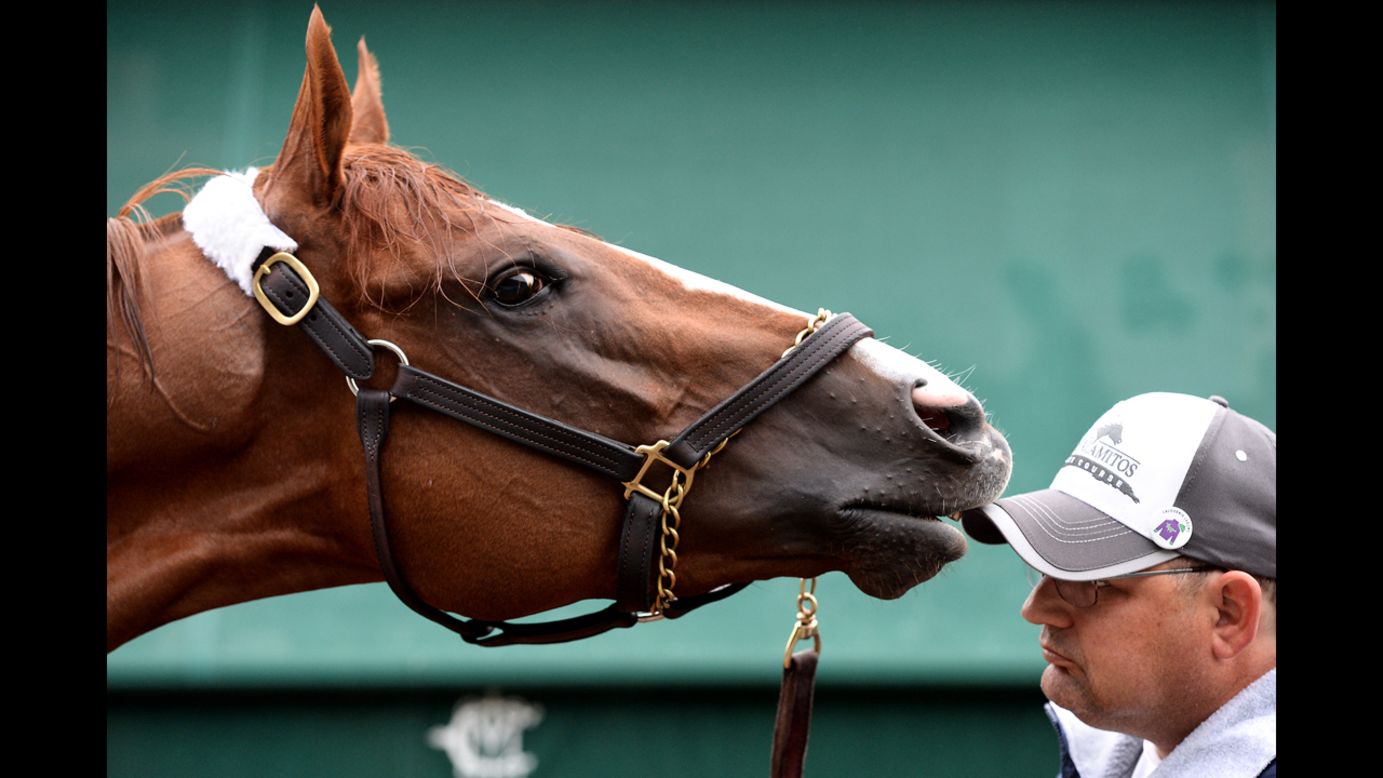 California Chrome is seen Thursday, May 15, two days before he went on to win the Preakness Stakes in Baltimore. The horse is now two-thirds of the way to what would be the first Triple Crown winner since Affirmed in 1978.