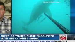 ac intv roseman diver fights shark _00030005.jpg