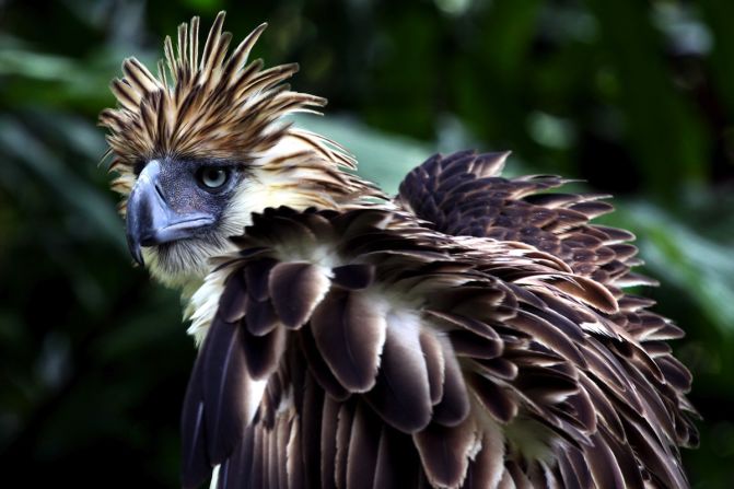 Davao City's Philippine Eagle Center gets you close to the country's national bird.