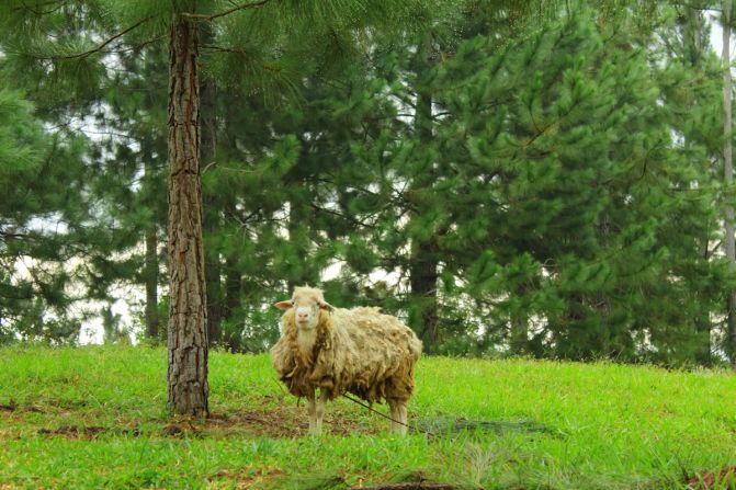 Just waiting to be made into a sweater. On fertile land 4,000 feet above sea level, the cool climate has also made Lantapan one of the Philippines' prolific vegetable baskets.