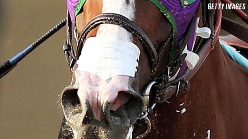 horse nasal strip rowlands orig_00004427.jpg