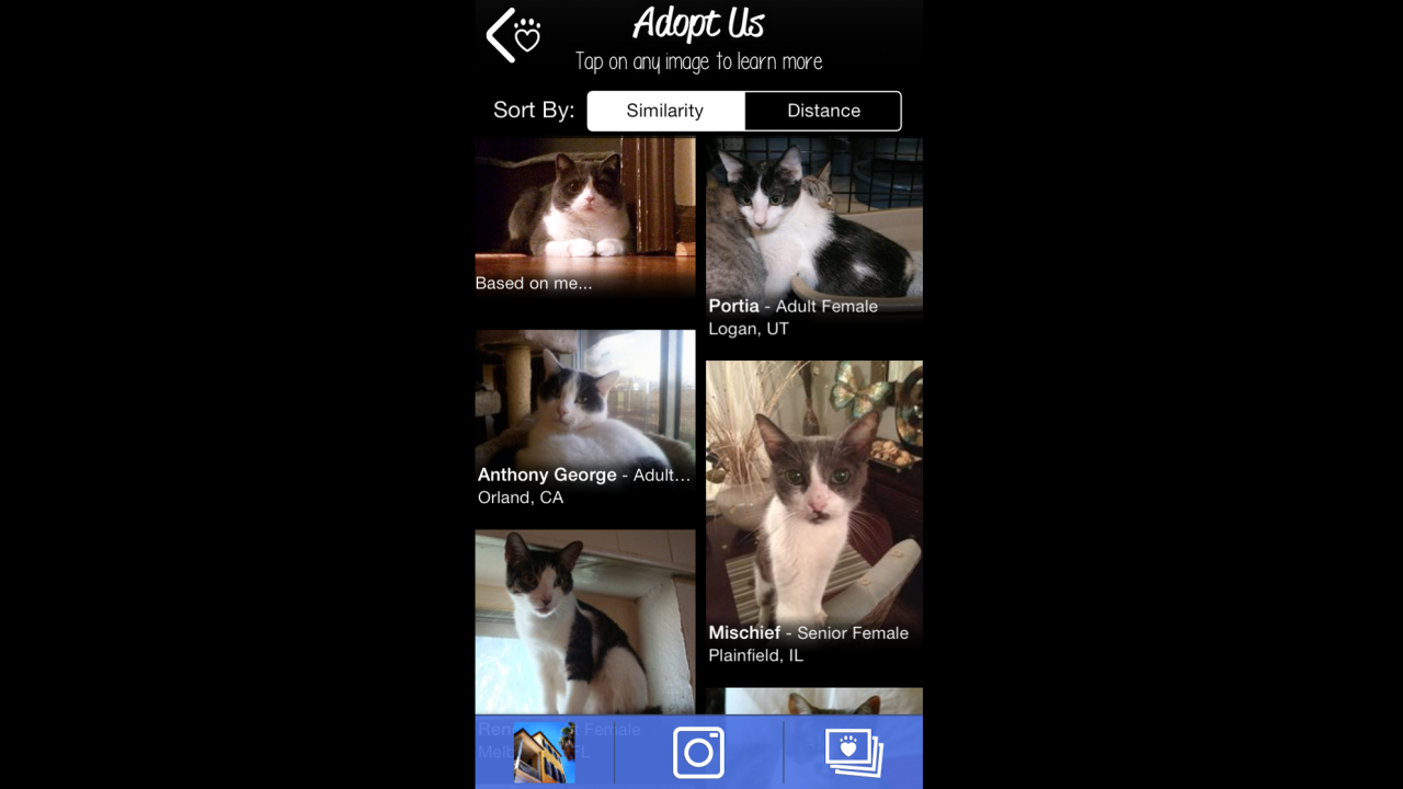 This PetMatch search produced similar-looking cats to the one in the upper left.