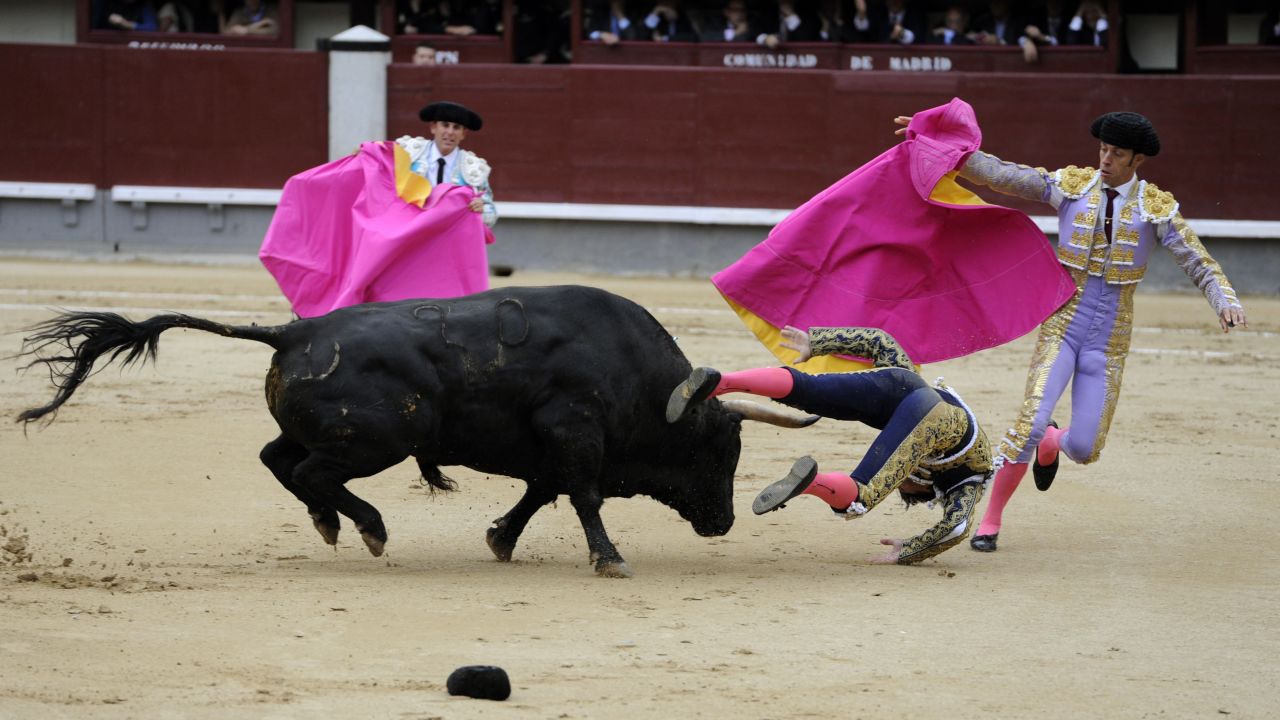 Matador David Mora is knocked down by a bull at Las Ventas bullring in Madrid on Tuesday, May 20.
