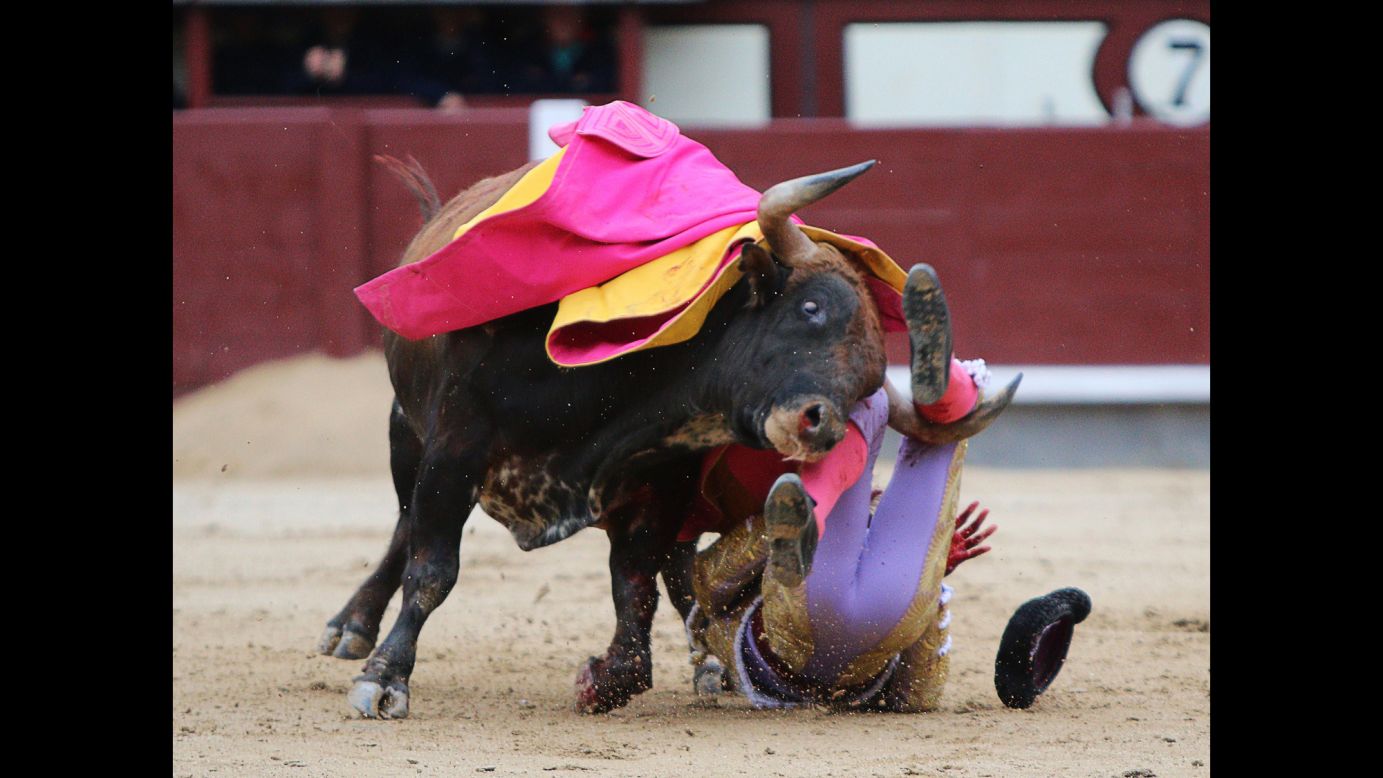 Matador Antonio Nazare is injured by a bull during the festival in Madrid on May 20.