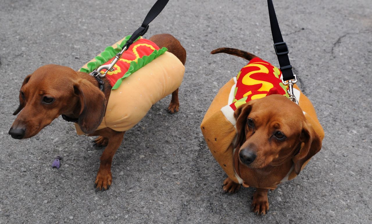 A pair of dachshunds dressed as hot dogs participate in Ted and Amy's Annual Pet Costume Contest in Brewerton, New York, in 2012.