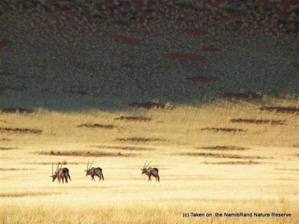 Last year, a paper was published in Science by professor Norbert Juergens claiming that fairy circles were the work of a species of sand termite, psammotermes allocerus.