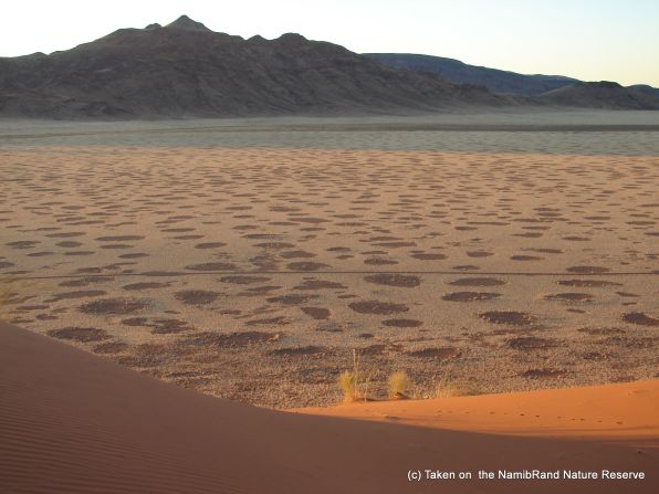 Juergens argued termites created an underground oasis for themselves by eating the grass roots and killing it, thereby causing a subterranean water trap (without vegetation, water doesn't evaporate and remains underground).