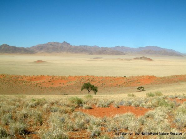 Juergens based his findings on the fact that p. allocerus were the only insect species found consistently across the full stretch of desert where the circles are present, and were especially abundant around the circles.